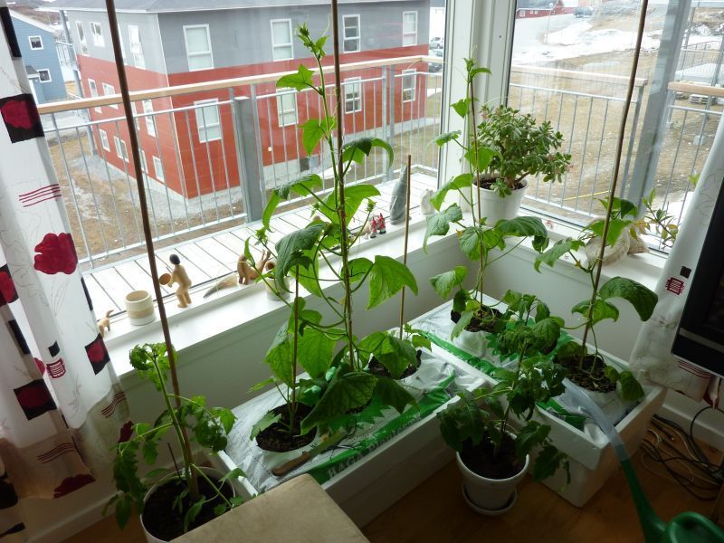 2012-05-02-1740_-_agurkeplante