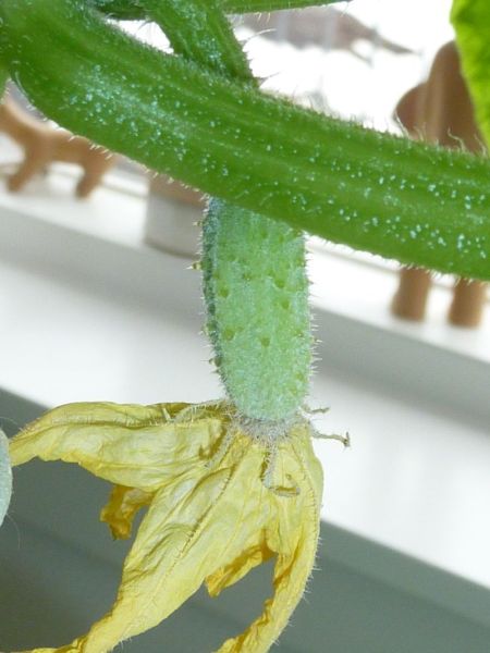 2012-05-02-1740_-_agurkeplante_2