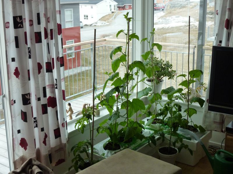 2012-05-05-1044_-_agurkeplante