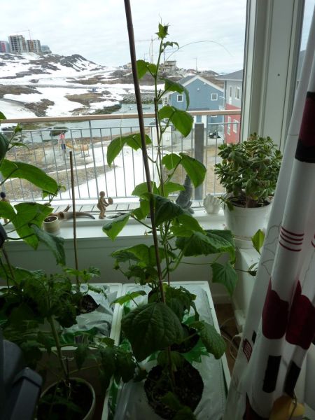 2012-05-05-1044_-_agurkeplante_2