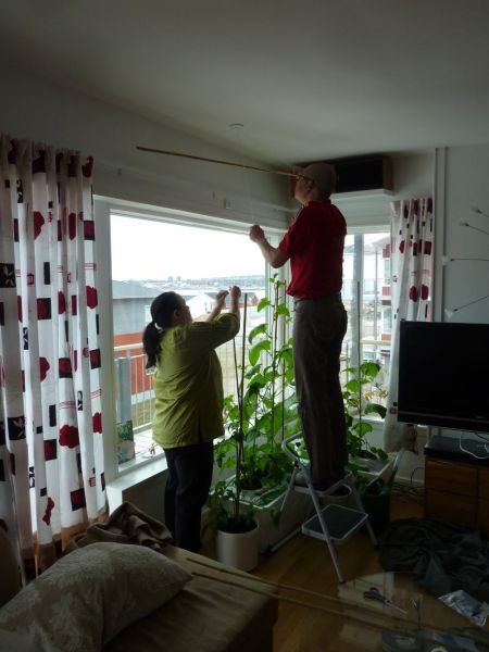 2012-05-05-1212_-_agurkeplante_chiliplante_maren_mikkelsen_lennert_palle_sandgreen_tomatplante