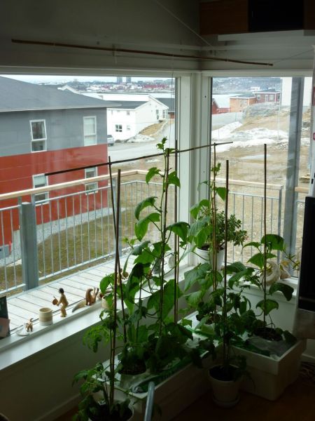 2012-05-05-1231_-_agurkeplante_chiliplante_tomatplante