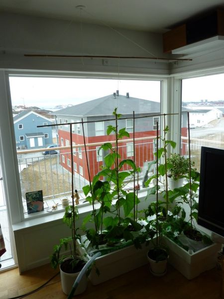 2012-05-05-1231_-_agurkeplante_chiliplante_tomatplante_2