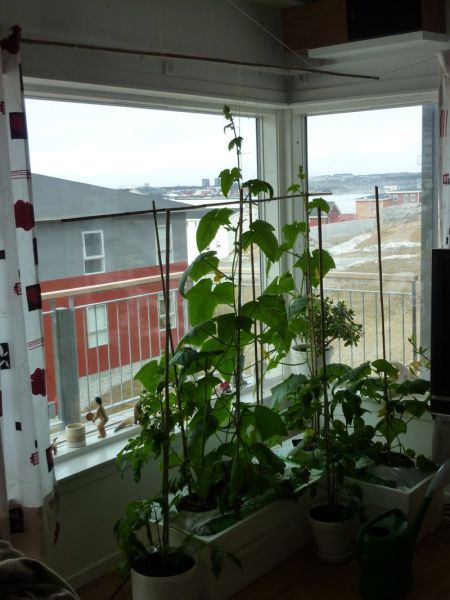 2012-05-08-0956_-_agurkeplante_chiliplante_tomatplante