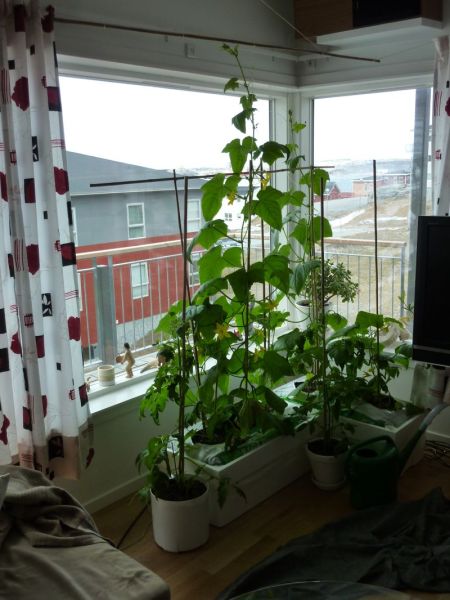 2012-05-10-1147_-_agurkeplante_chiliplante_tomatplante