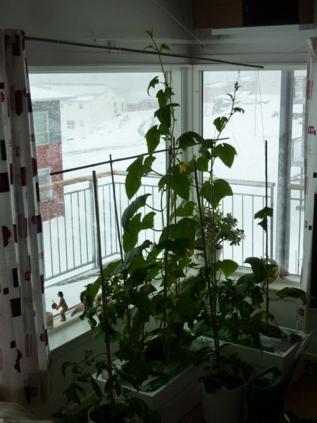 2012-05-11-1051_-_agurkeplante_chiliplante_tomatplante