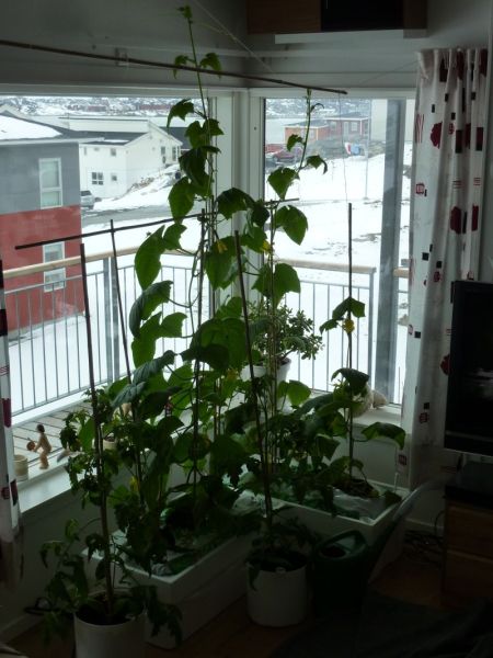 2012-05-12-1501_-_agurkeplante_chiliplante_tomatplante