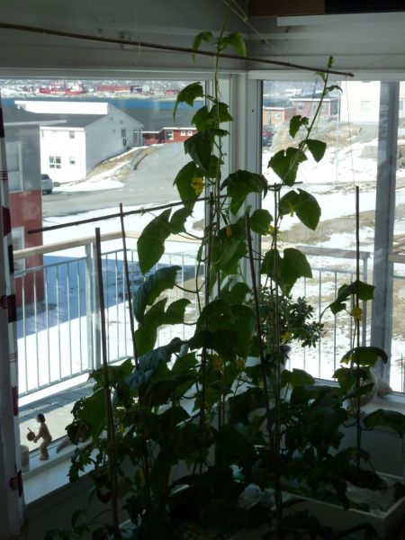 2012-05-13-1052_-_agurkeplante_chiliplante_tomatplante