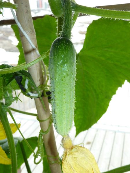 2012-05-14-1605_-_agurkeplante