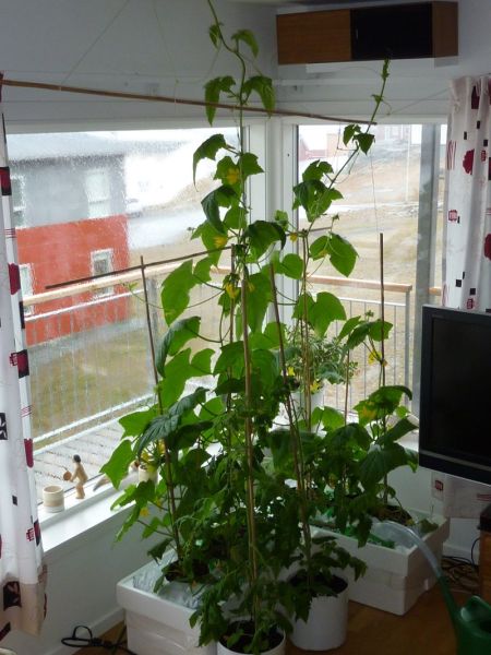 2012-05-15-1321_-_agurkeplante_chiliplante_tomatplante
