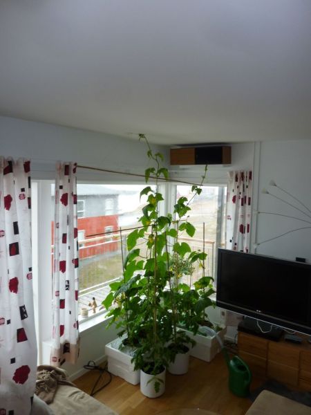 2012-05-15-1321_-_agurkeplante_chiliplante_tomatplante_2
