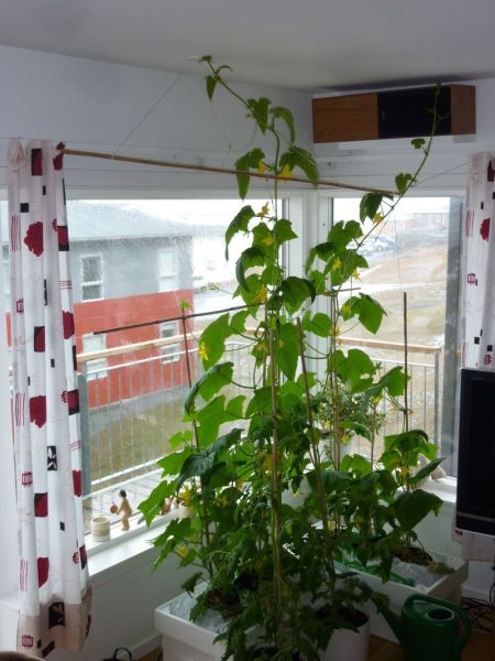 2012-05-17-1432_-_agurkeplante_chiliplante_tomatplante