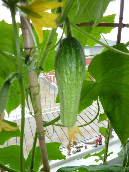 2012-05-20-1441_-_agurkeplante