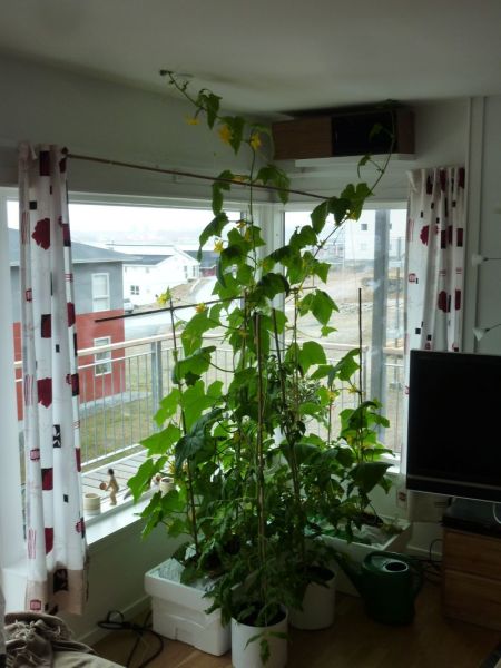 2012-05-20-1441_-_agurkeplante_chiliplante_tomatplante