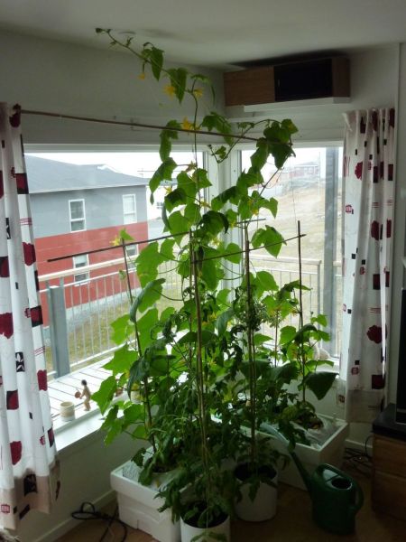 2012-05-21-1521_-_agurkeplante_chiliplante_tomatplante