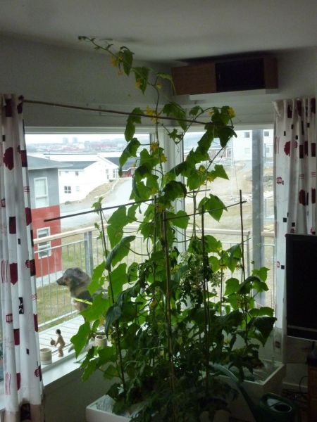 2012-05-22-1449_-_agurkeplante_chiliplante_tomatplante