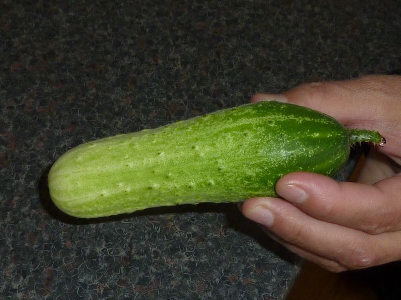2012-05-22-1644_-_agurk