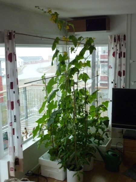 2012-05-23-1644_-_agurkeplante_chiliplante_tomatplante