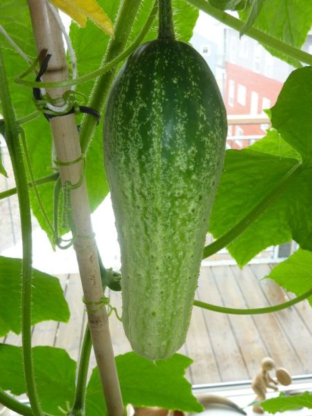 2012-05-23-1659_-_agurk_2