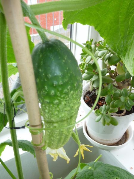 2012-05-23-1659_-_agurk_3