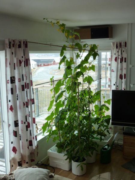2012-05-24-1343_-_agurkeplante_chiliplante_tomatplante
