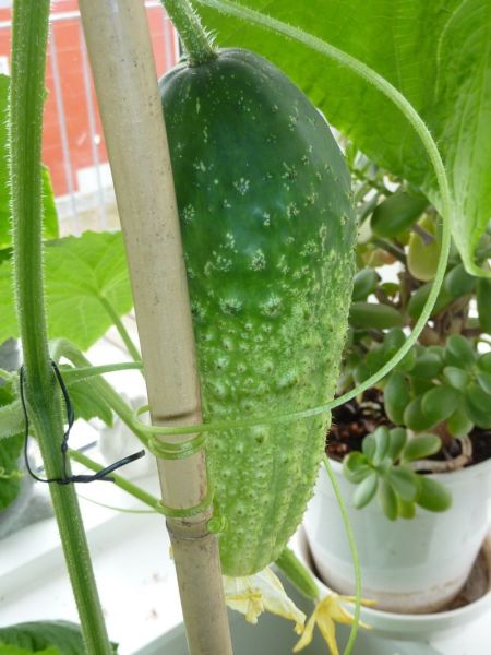 2012-05-24-1344_-_agurk_2