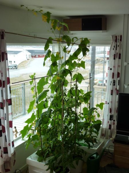 2012-05-25-1348_-_agurkeplante_chiliplante_tomatplante