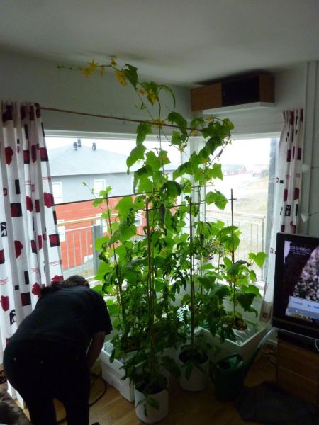 2012-05-27-1320_-_agurkeplante_chiliplante_tomatplante