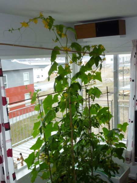 2012-05-28-1016_-_agurkeplante_chiliplante_tomatplante