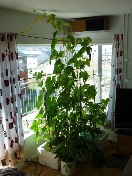 2012-05-31-1303_-_agurkeplante_chiliplante_tomatplante