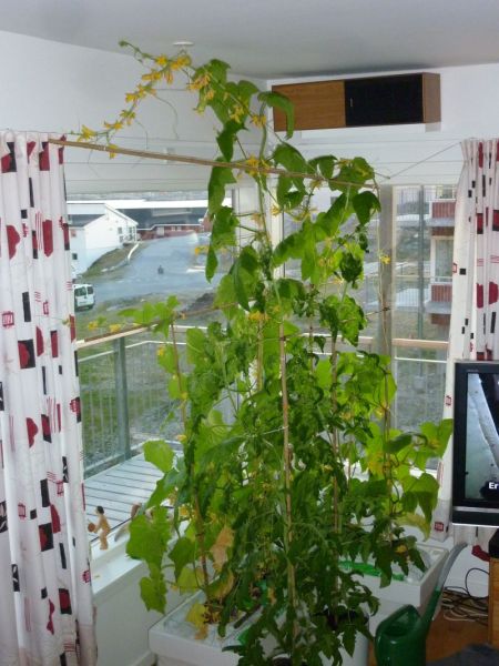 2012-06-02-2253_-_agurkeplante_chiliplante_tomatplante