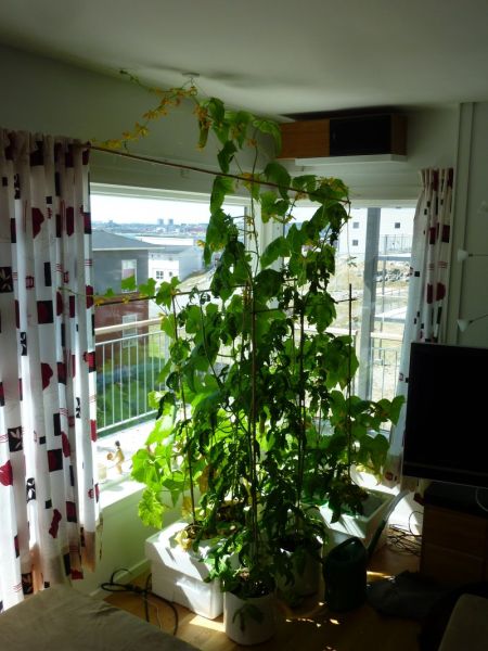 2012-06-04-1408_-_agurkeplante_chiliplante_tomatplante