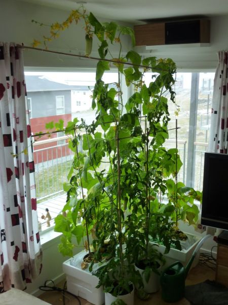 2012-06-06-0954_-_agurkeplante_chiliplante_tomatplante