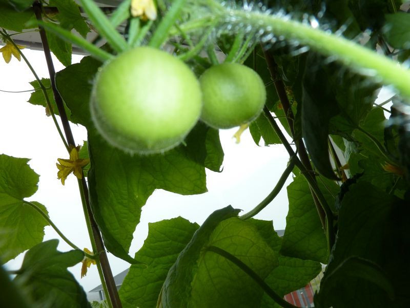 2012-06-06-0955_-_tomatplante