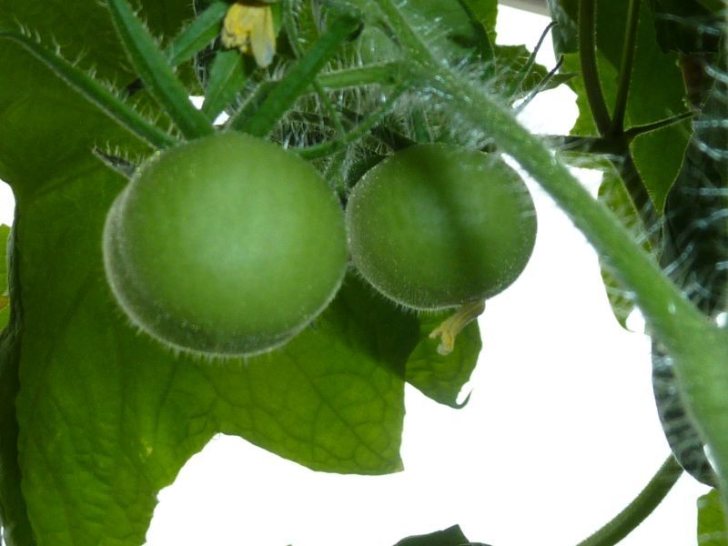 2012-06-06-0955_-_tomatplante_2
