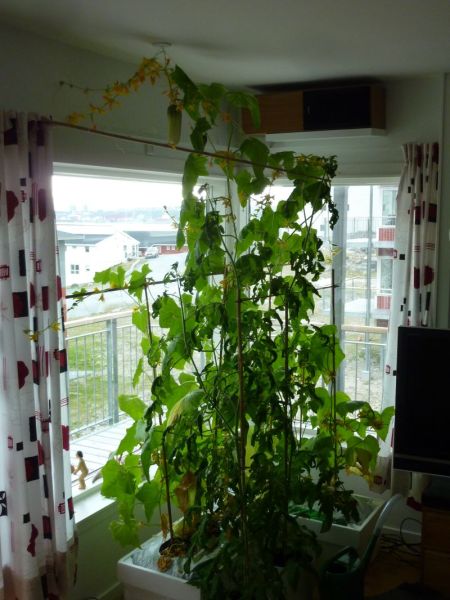 2012-06-06-1912_-_agurkeplante_chiliplante_tomatplante