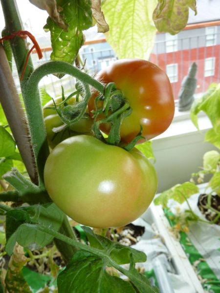 2012-08-03-1418_-_tomatplante