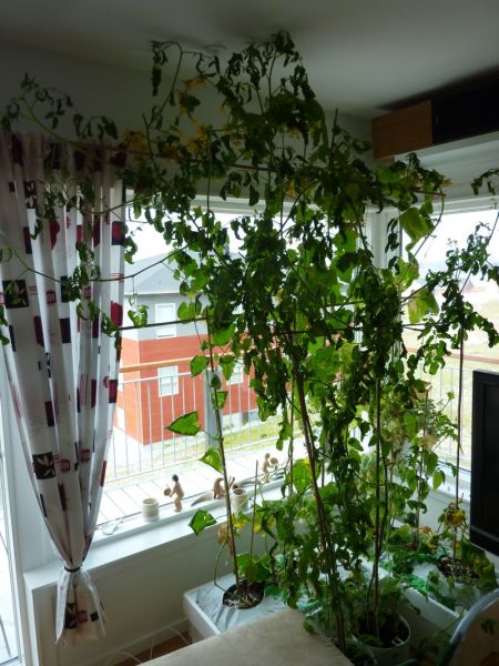 2012-08-23-1000_-_agurkeplante_chiliplante_tomatplante
