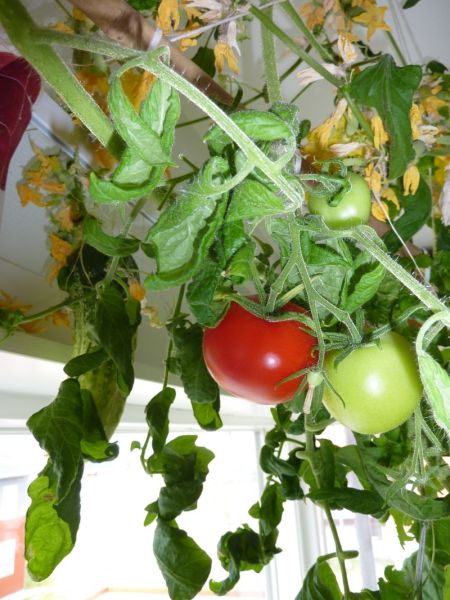 2012-08-23-1000_-_agurkeplante_tomatplante