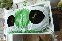 2012-03-26-1621_-_agurkeplante