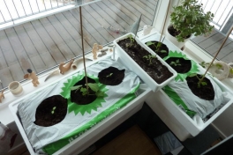 2012-04-06-0752_-_agurkeplante_chiliplante_tomatplante