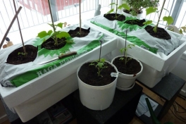 2012-04-13-0930_-_agurkeplante_chiliplante_tomatplante_2