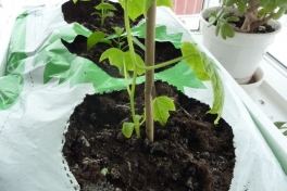 2012-04-13-0930_-_agurkeplante_chiliplante_tomatplante_3