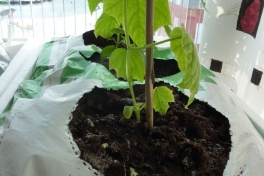 2012-04-14-1904_-_agurkeplante_chiliplante_tomatplante