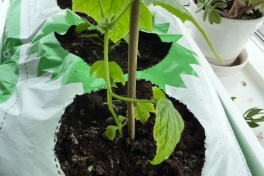 2012-04-15-1122_-_agurkeplante_chiliplante_tomatplante