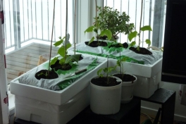 2012-04-16-1454_-_agurkeplante_chiliplante_tomatplante