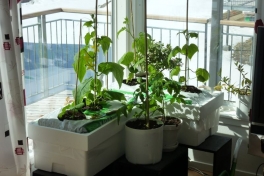 2012-04-25-1342_-_agurkeplante_chiliplante_tomatplante