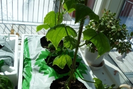 2012-04-25-1342_-_agurkeplante_chiliplante_tomatplante_3