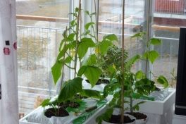2012-04-27-1654_-_agurkeplante_chiliplante_tomatplante