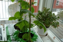 2012-04-27-1654_-_agurkeplante_chiliplante_tomatplante_3